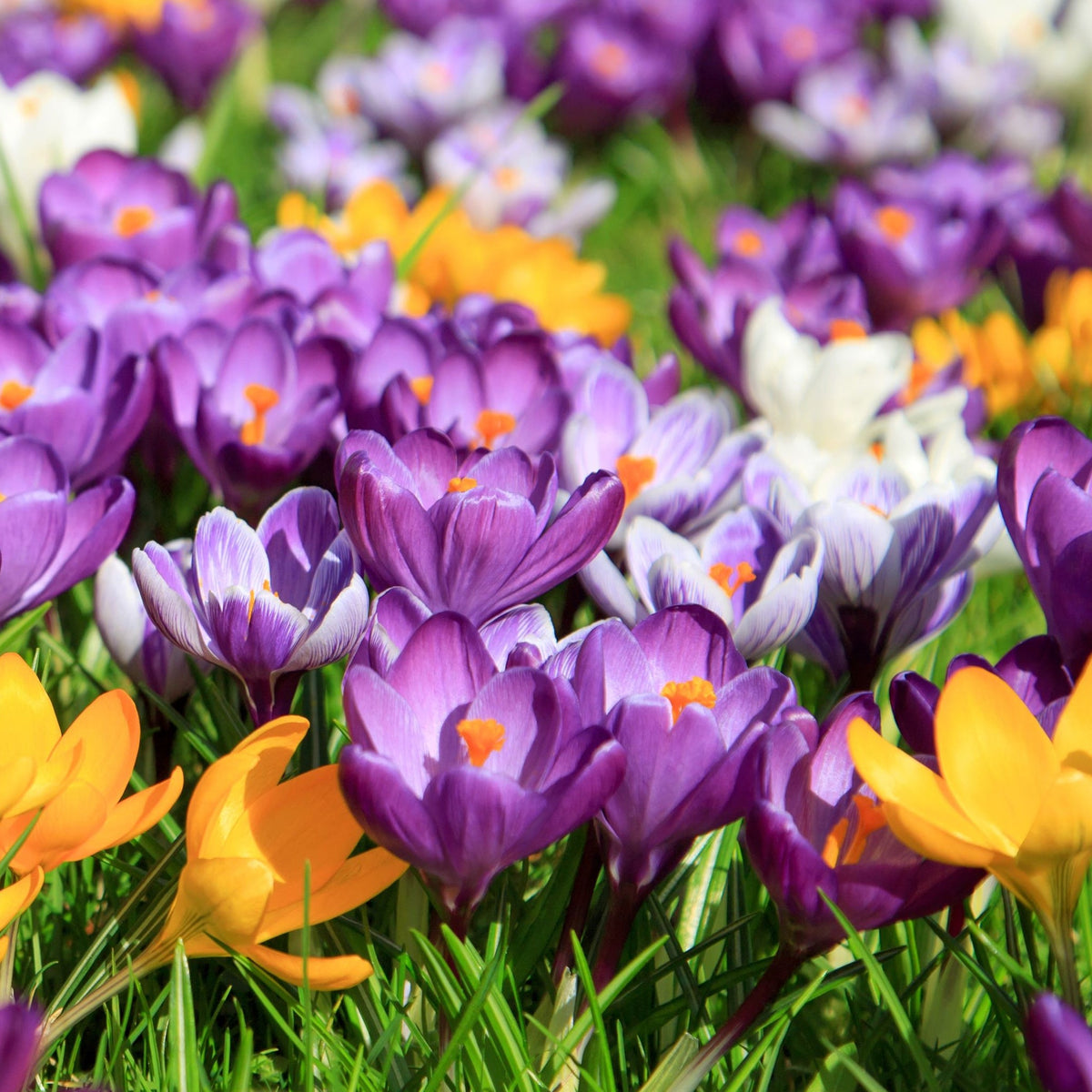 Specie Crocus Mixed (12 Bulbs)