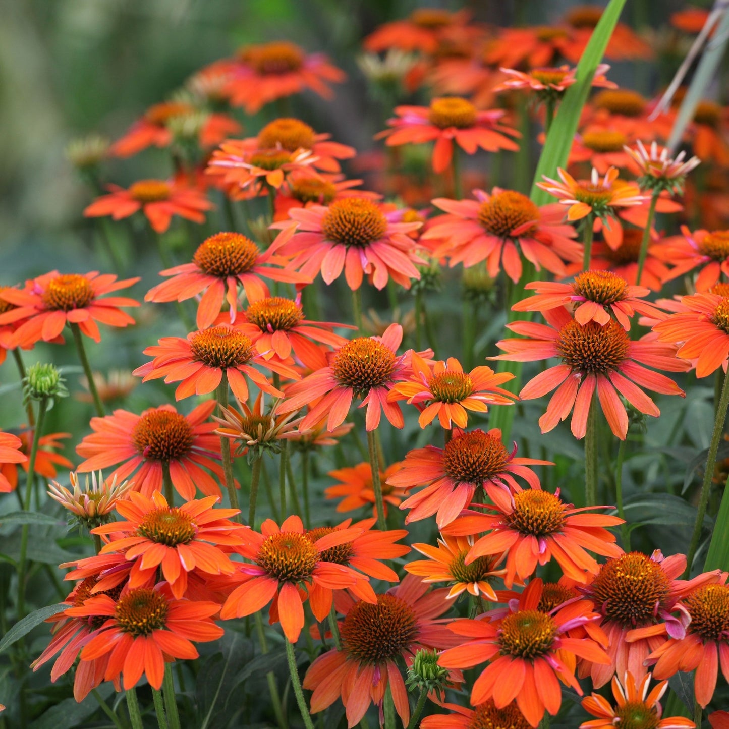Echinacea purpurea Prairie Blaze Orange Sunset 9cm/2L Pot