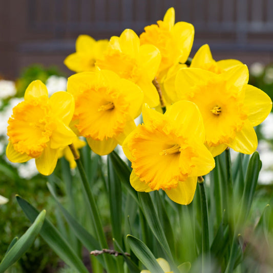 Daffodil 'Carlton' (6 Bulbs)