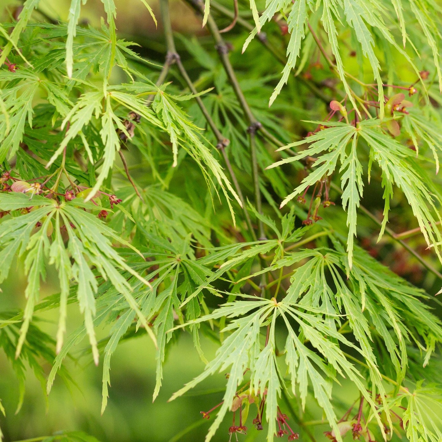 Acer palmatum Dissectum 3L / 10L / 130L