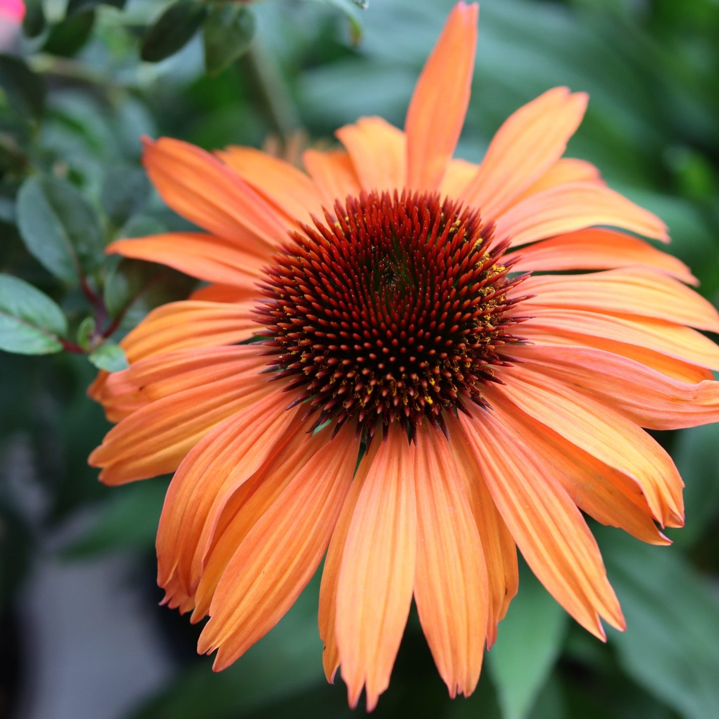 Echinacea purpurea Prairie Blaze Orange Sunset 9cm/2L Pot
