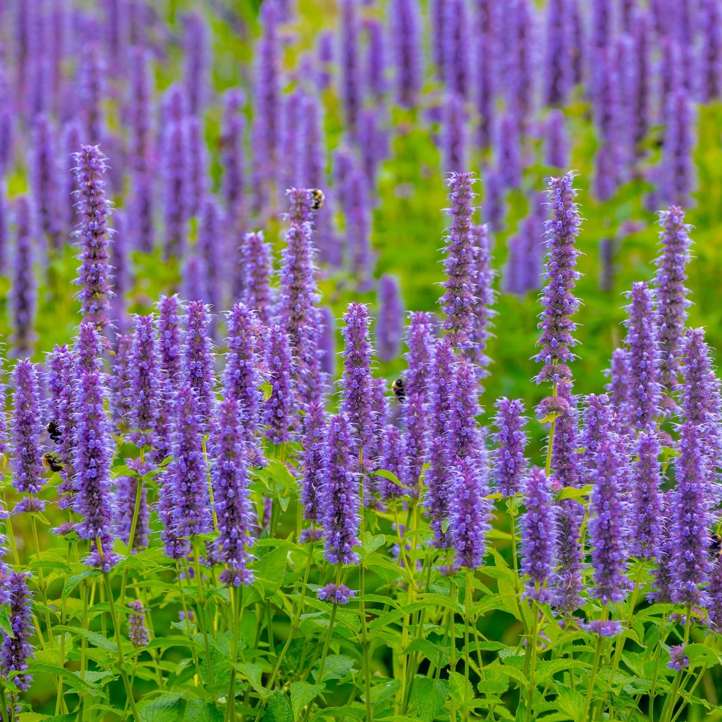 4 x Purple Flowering Perennials 9cm Pots