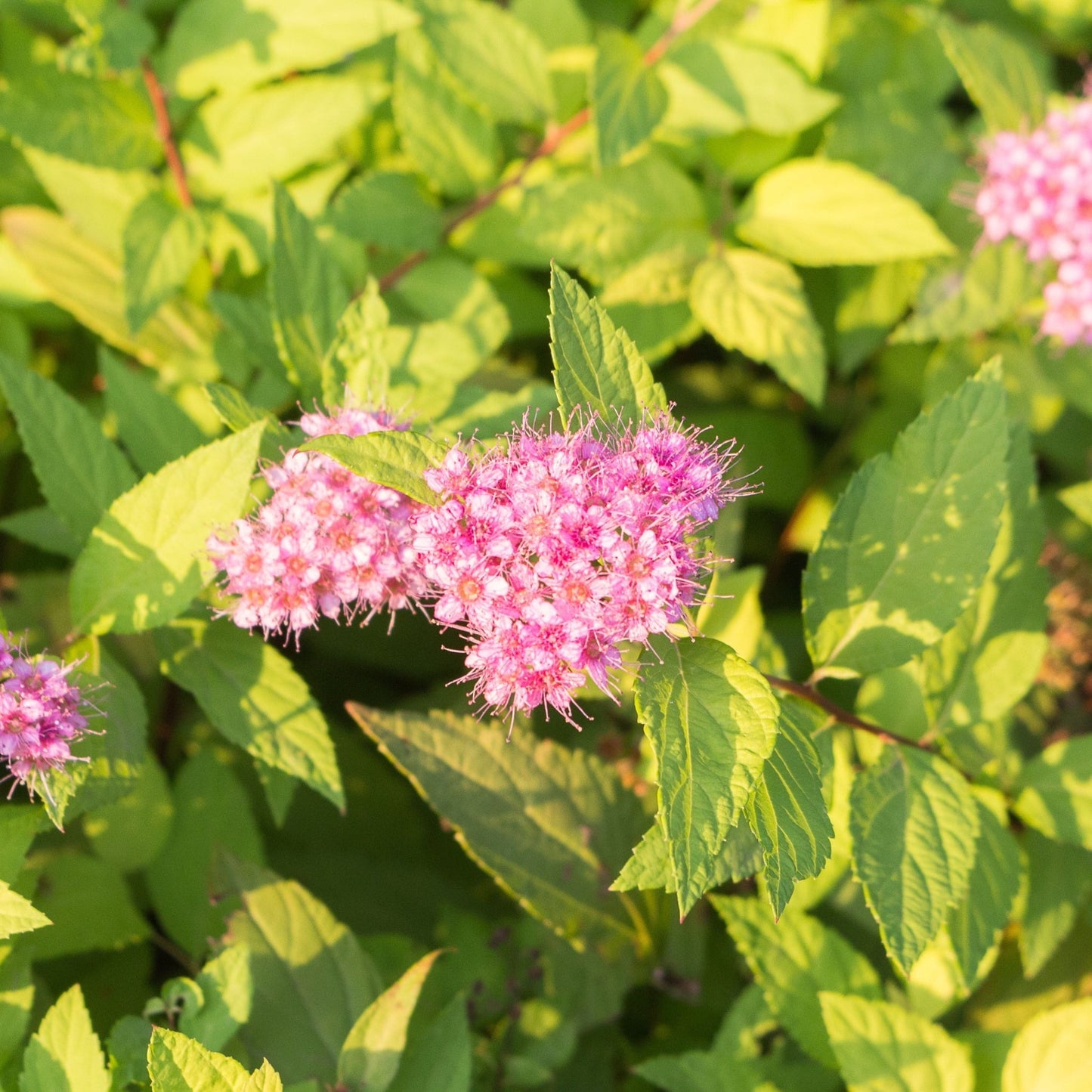 Spiraea Double Play 'Gold' 3L