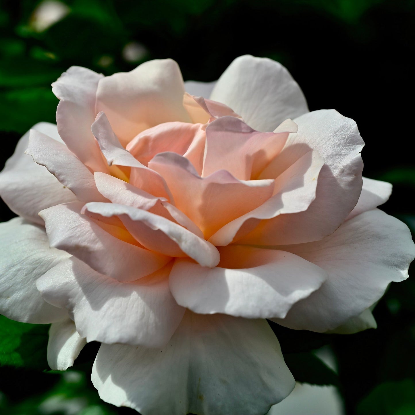A Whiter Shade of Pale | Hybrid Tea Rose | 4L Potted Rose (PRE ORDER DECEMBER '25)