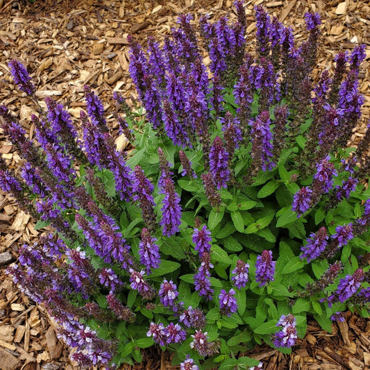 Salvia nemorosa ‘Blue Marvel’ 9cm