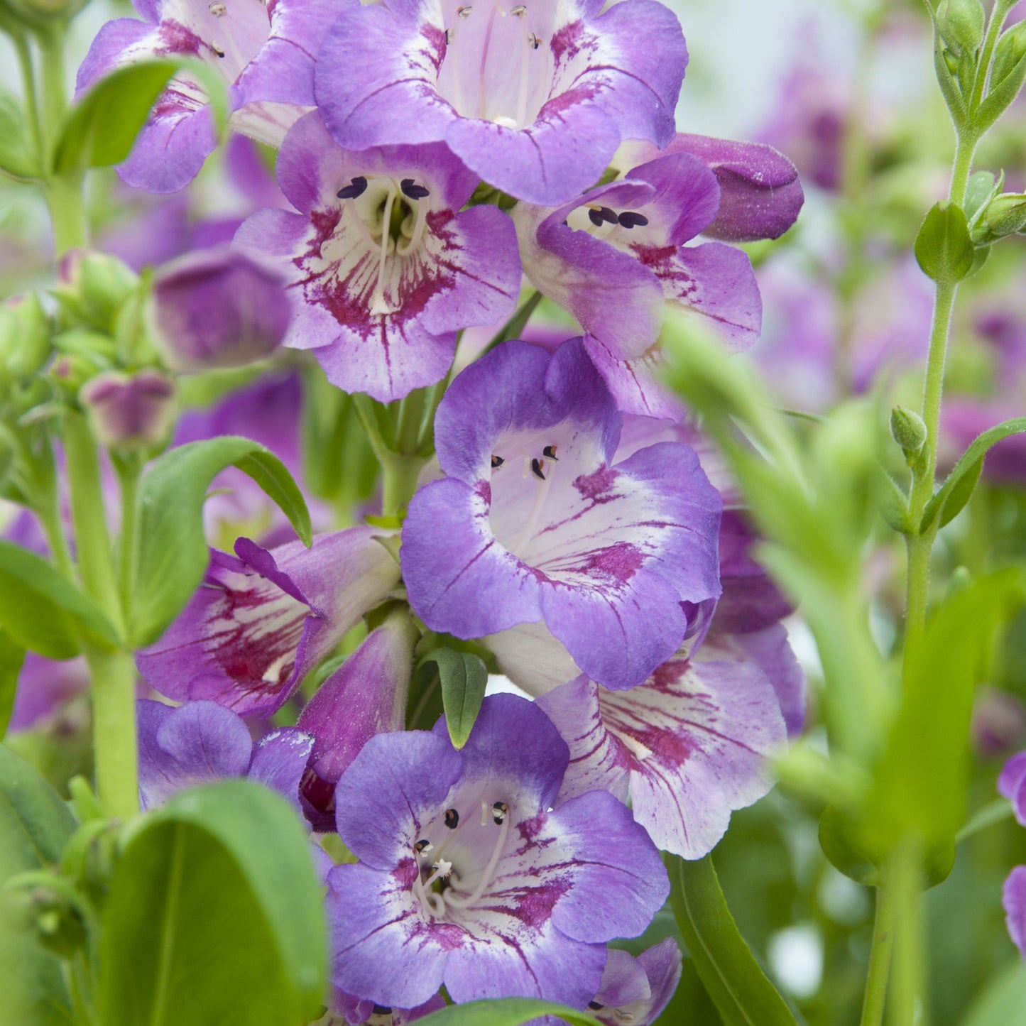 4 x Purple Flowering Perennials 9cm Pots