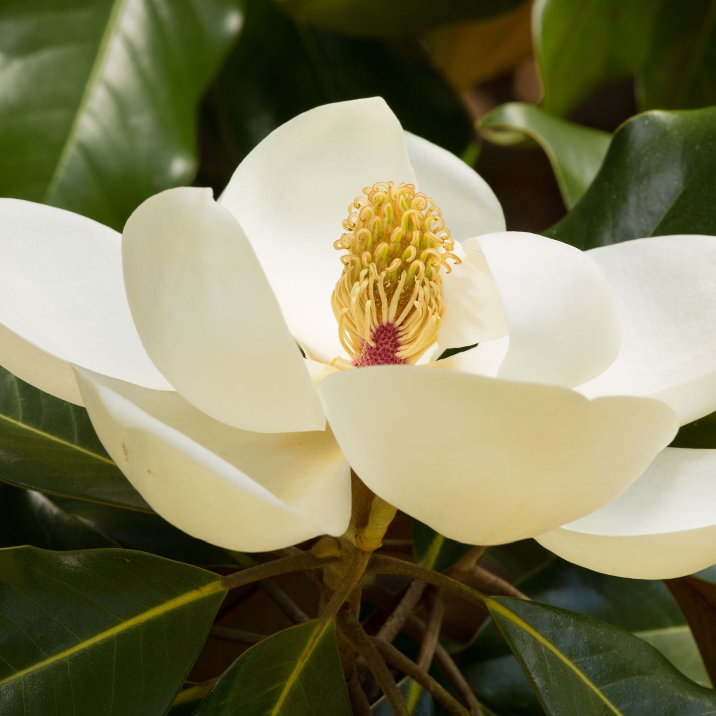 Evergreen Magnolia | Fairy Magnolia 'Honey Velvet' | 60-70cm, 70-80cm
