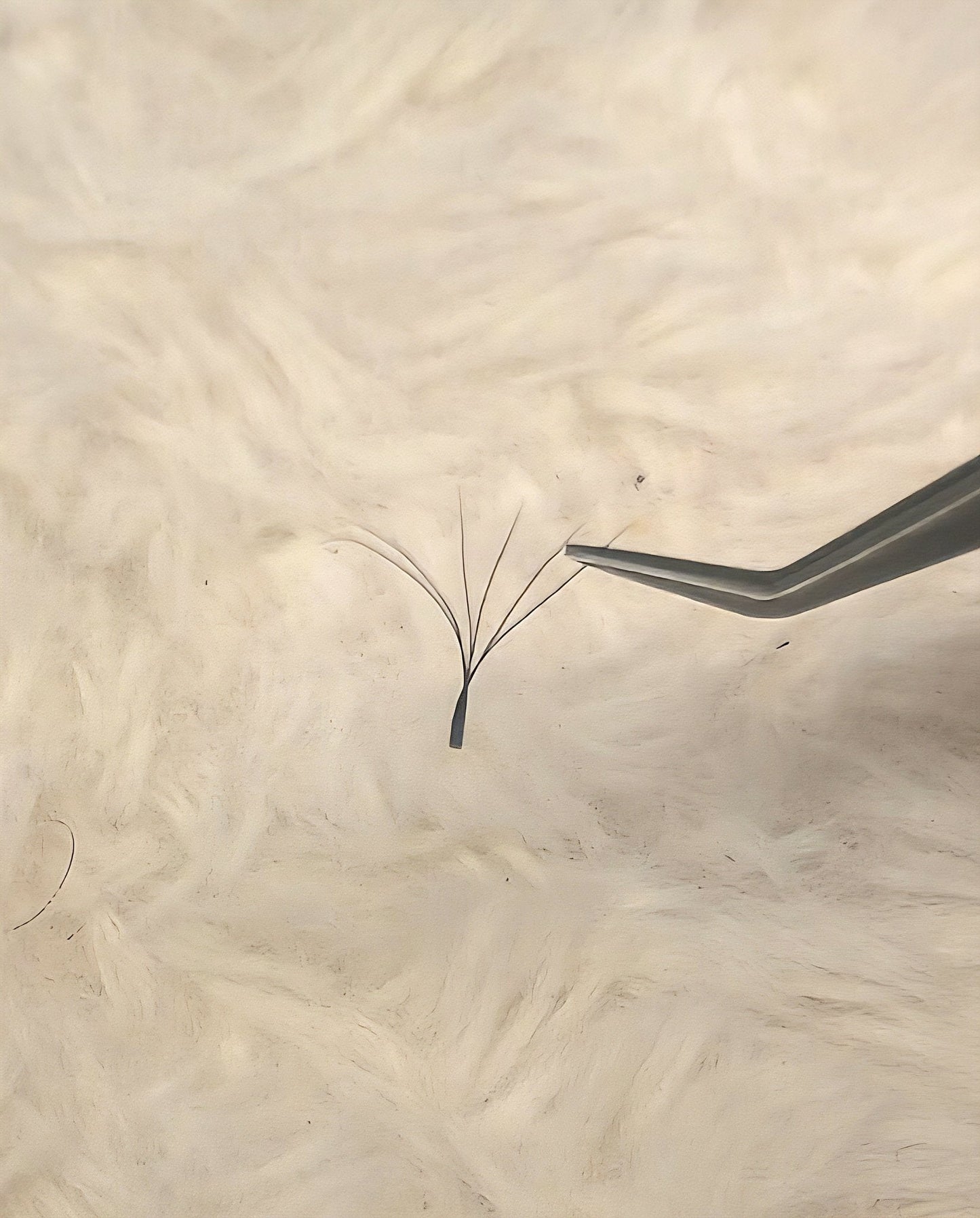 6D Clover Mixed Tray