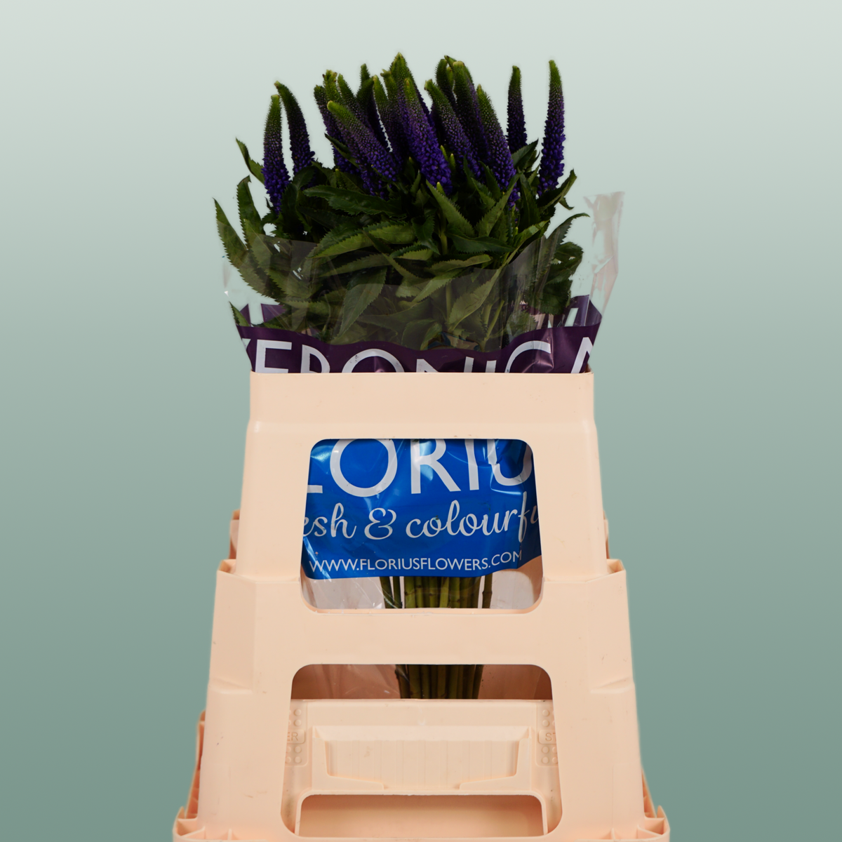 Blue Veronica ‘Smart Diana’ – 60cm Stems