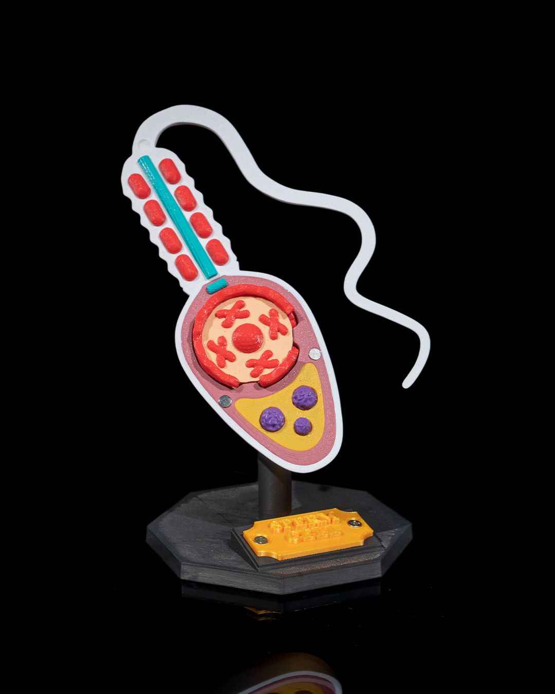 Sperm Cell educational model