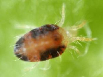 Slow release sachets for Red Spider Mite (Amblyseius Andersoni)