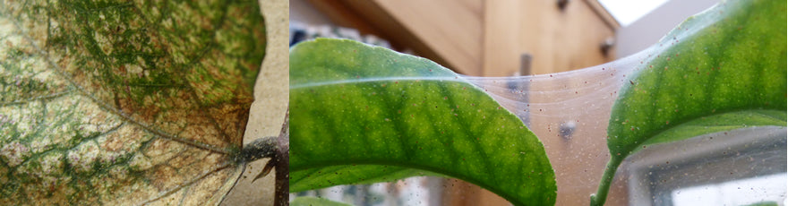 Slow release sachets for Red Spider Mite (Amblyseius Andersoni)