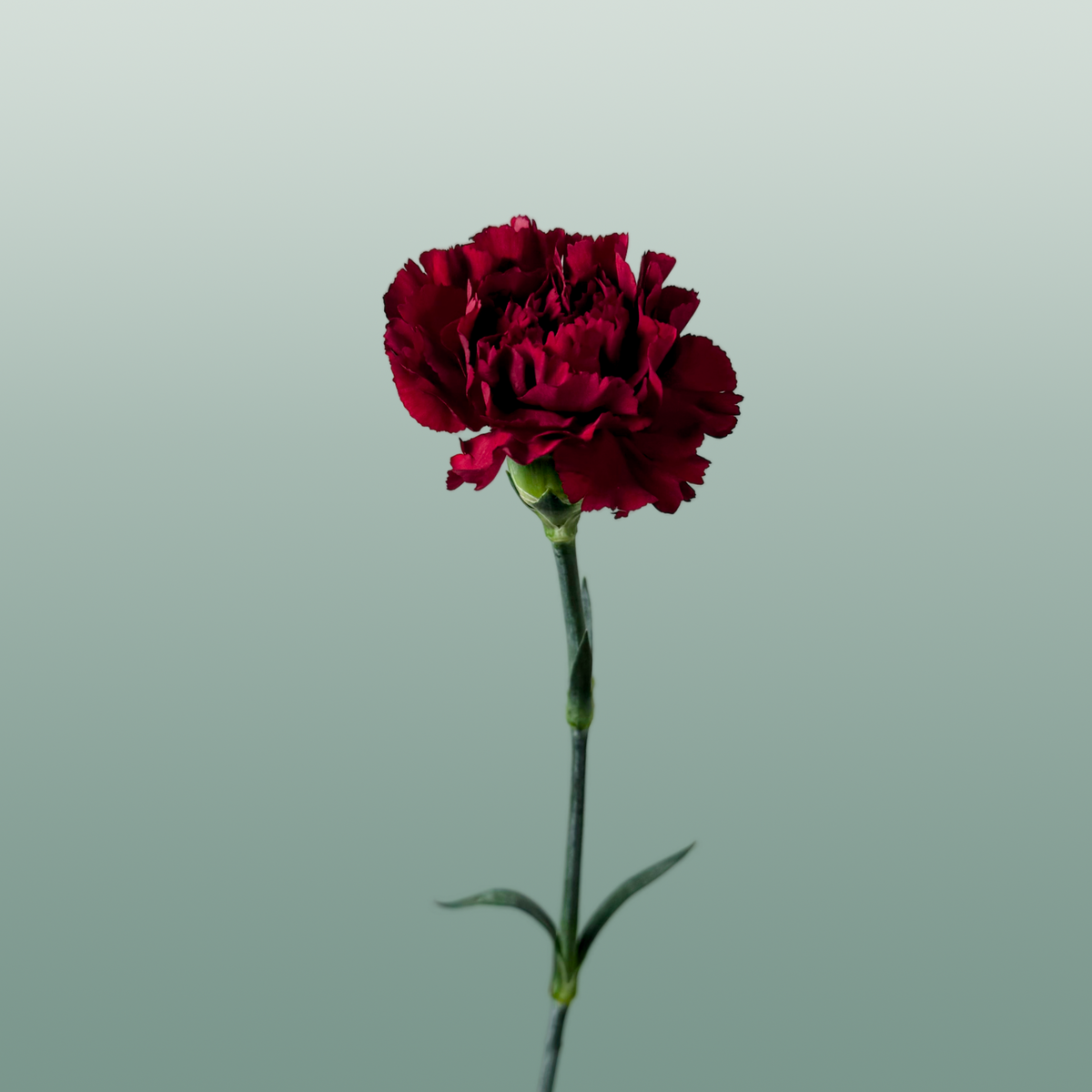 Carnation - Dianthus - Zurigo