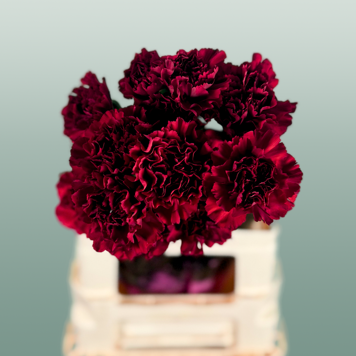Carnation - Dianthus - Zurigo