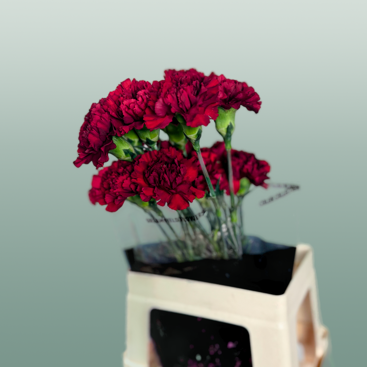 Carnation - Dianthus - Zurigo