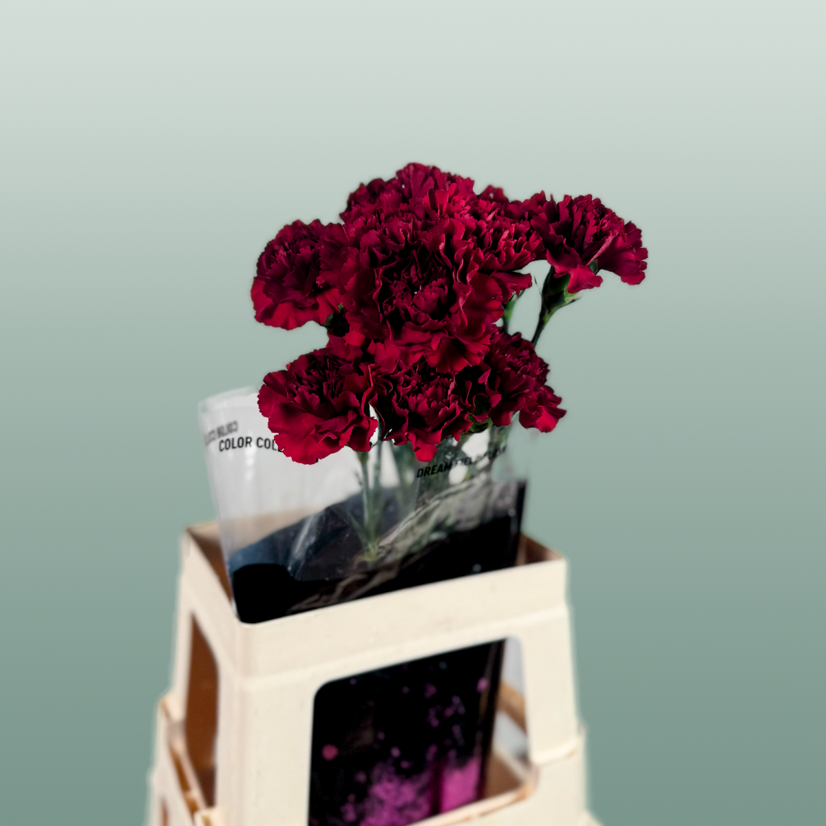 Carnation - Dianthus - Zurigo