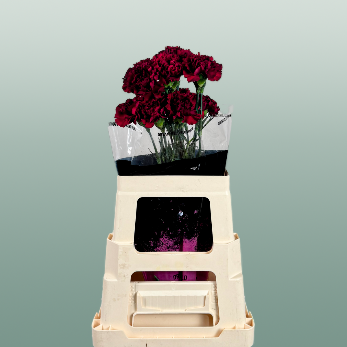 Carnation - Dianthus - Zurigo