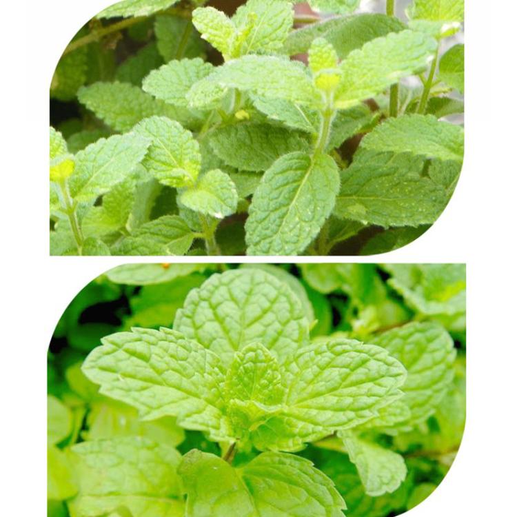 Herb Collection Spice Seeds, New / Old Packaging Ships Randomly, Cedarwood, Thyme