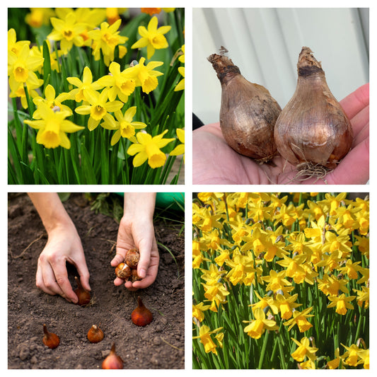 18 Tete a Tete Daffodil bulbs