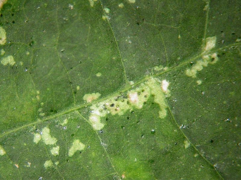 Slow Release Sachets for Thrips (Amblyseius cucumeris)