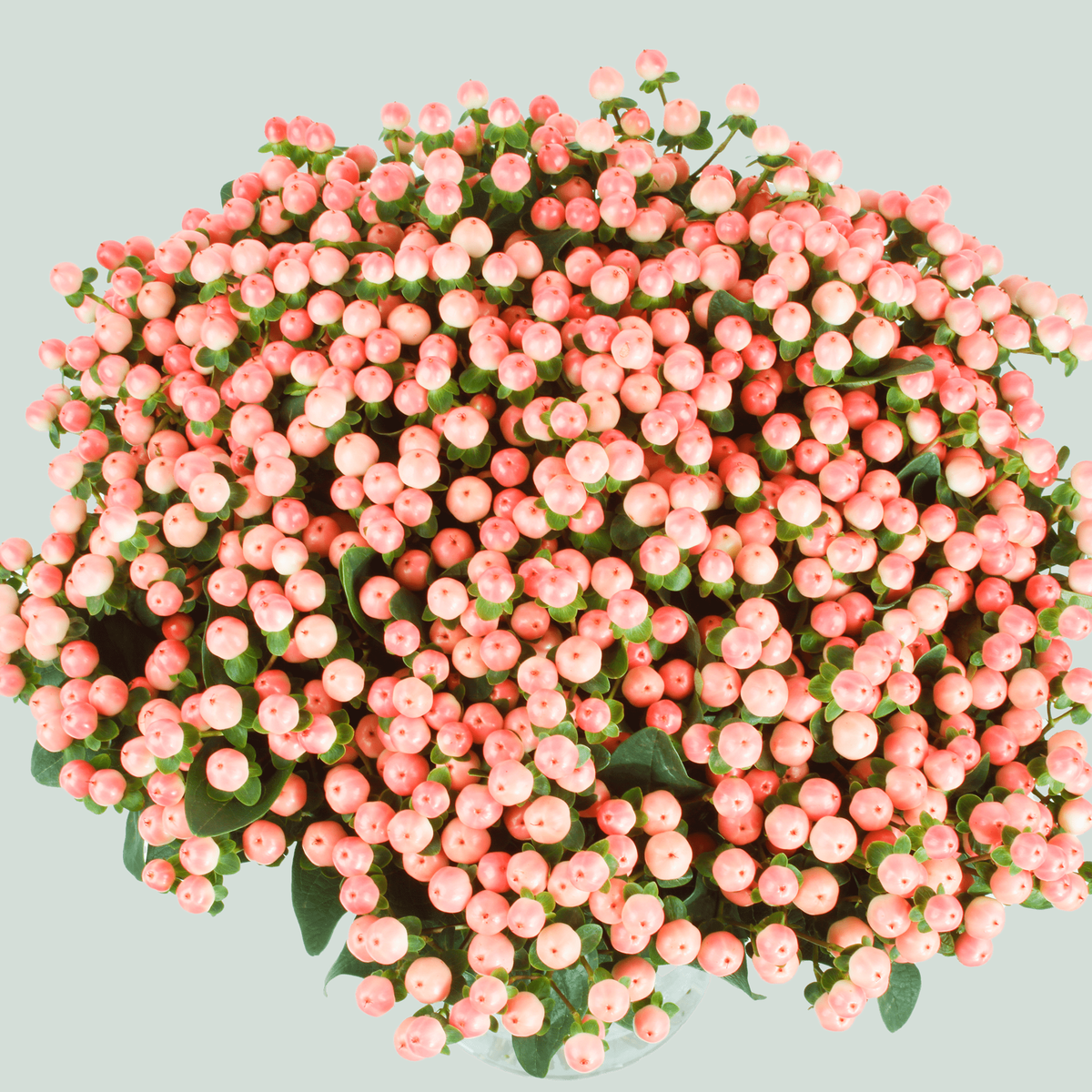 Hypericum Coco Tiamo