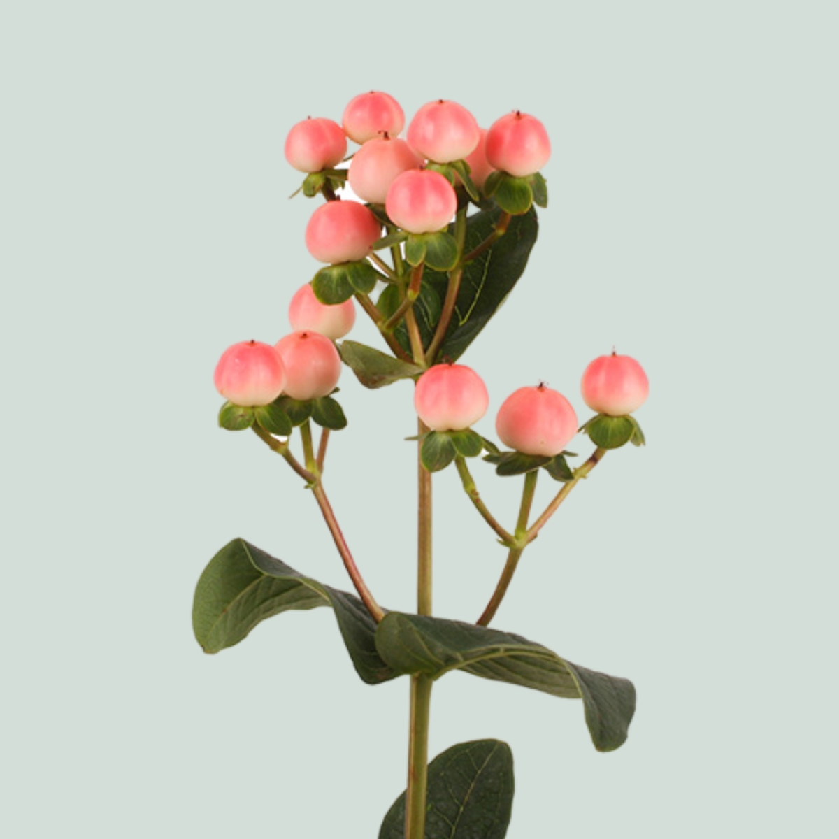 Hypericum Coco Tiamo