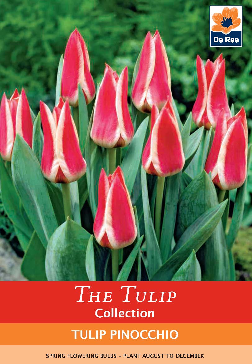 Dwarf Tulip 'Pinocchio' (4 Bulbs)
