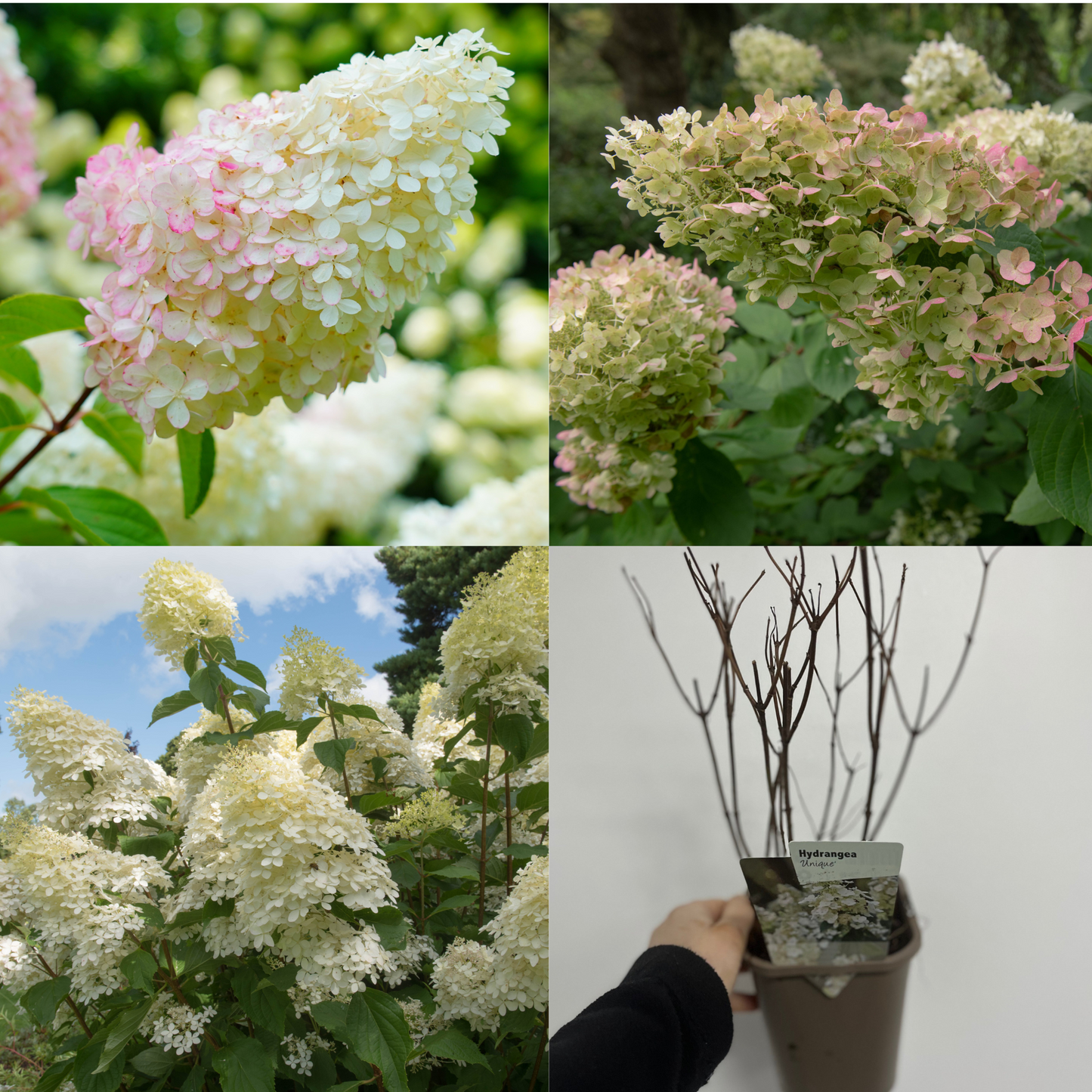 3 x Hydrangea paniculata Mix 1L (30-40cm inc pot)