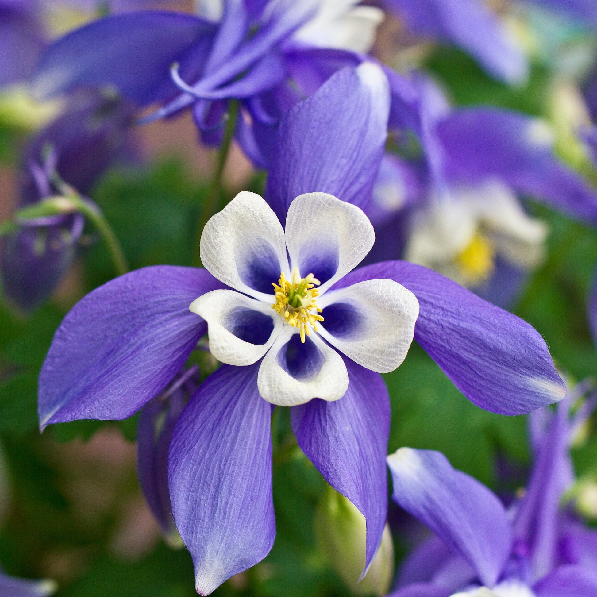 AquilegiaBlue1.jpg