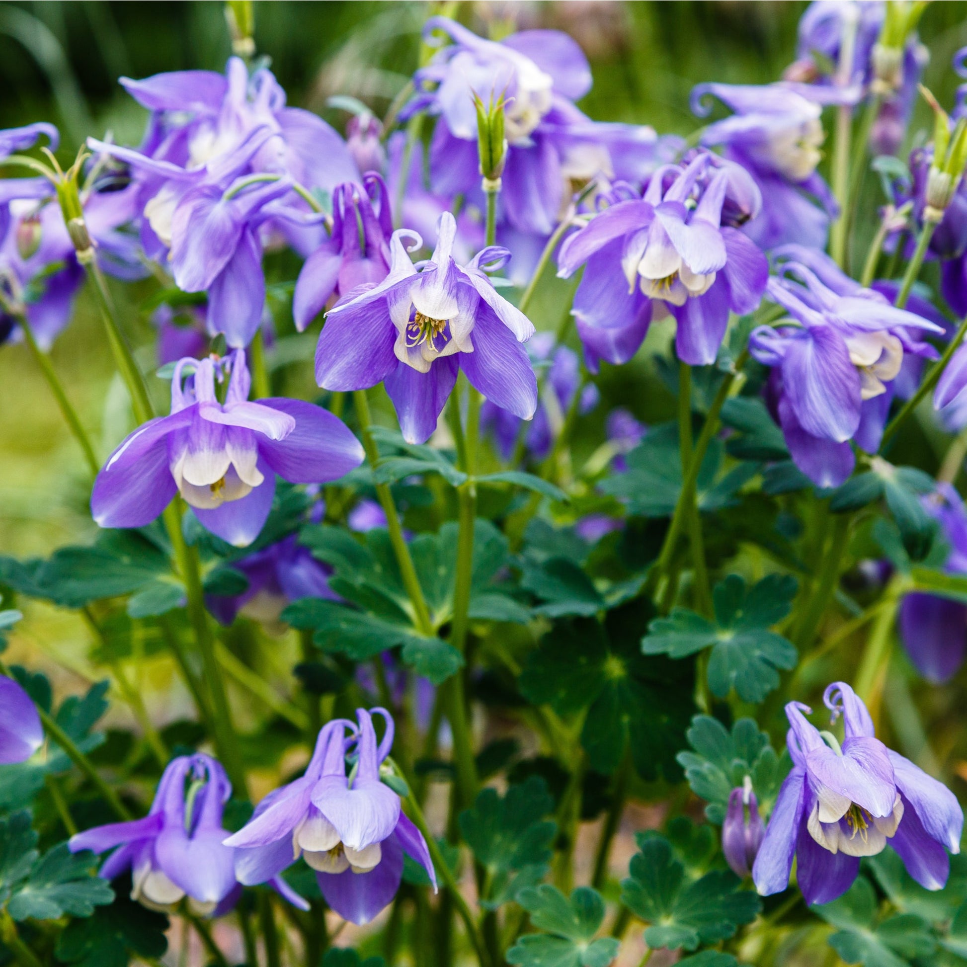 AquilegiaBlue2.jpg