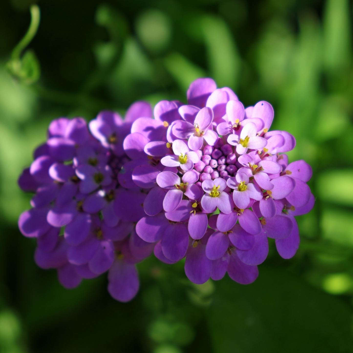 shutterstock_2175290501.png
