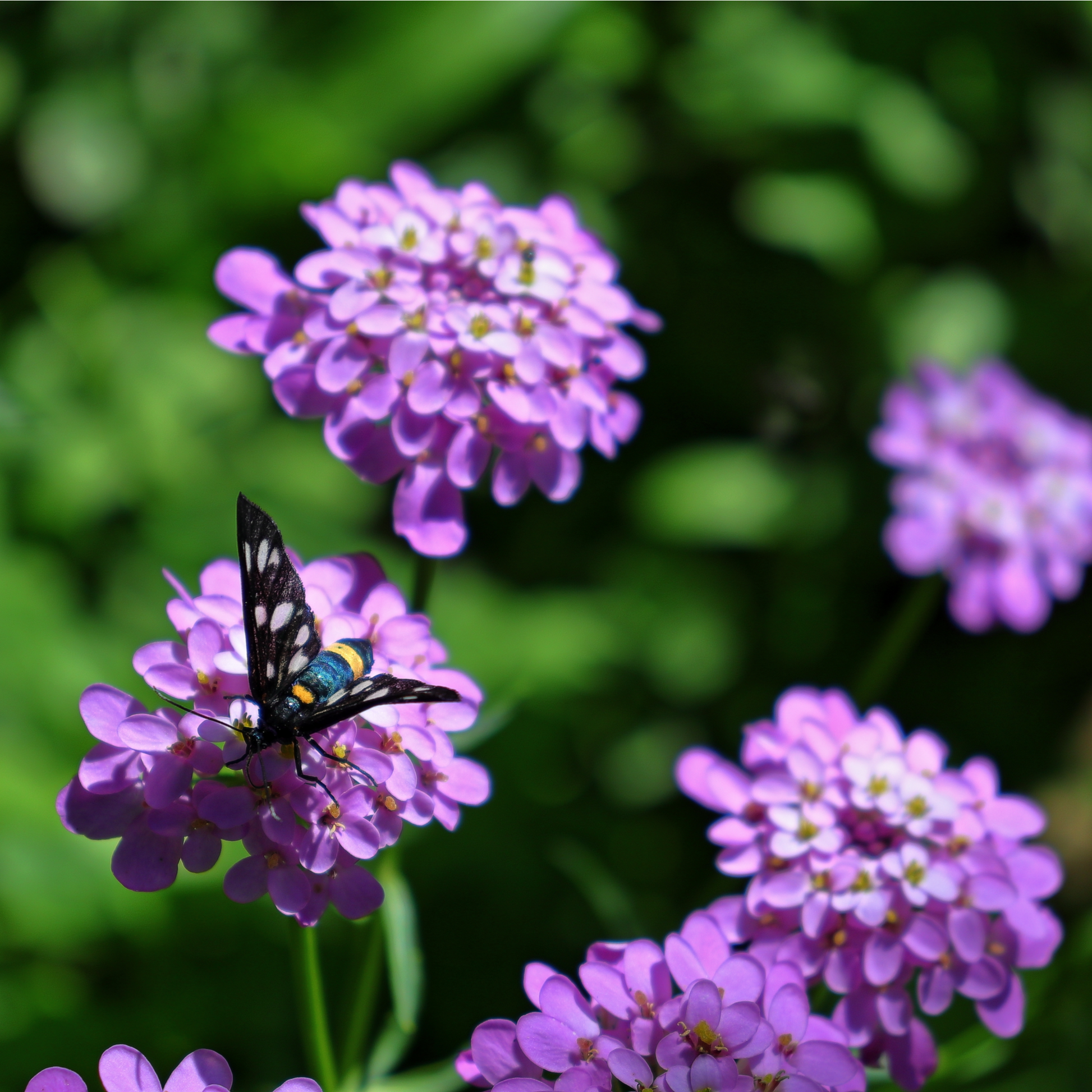 shutterstock_2175305001.png