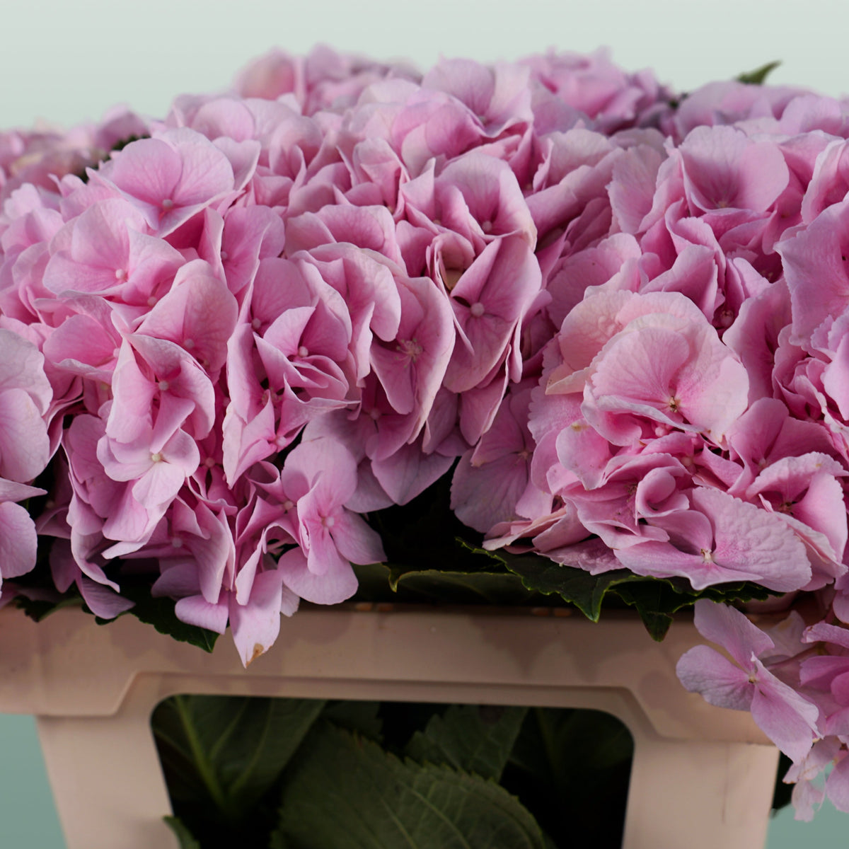 Hydrangea Verena Light Pink