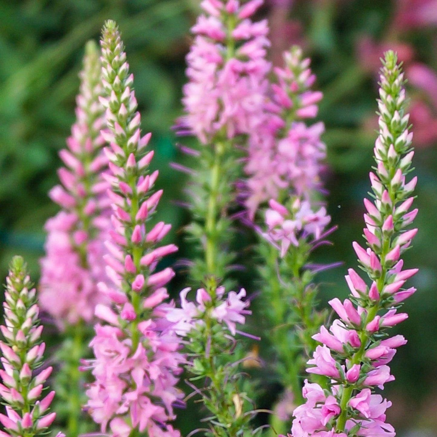 Veronica  'Anniversary Pink' 9cm/2L