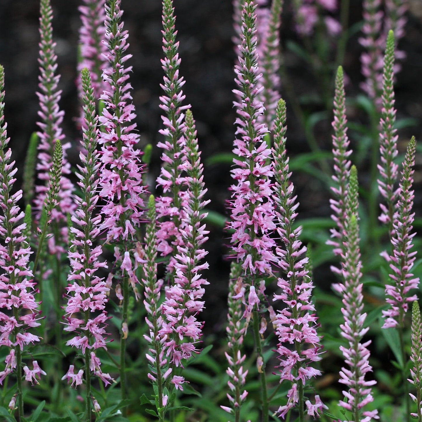 Veronica  'Anniversary Pink' 9cm/2L