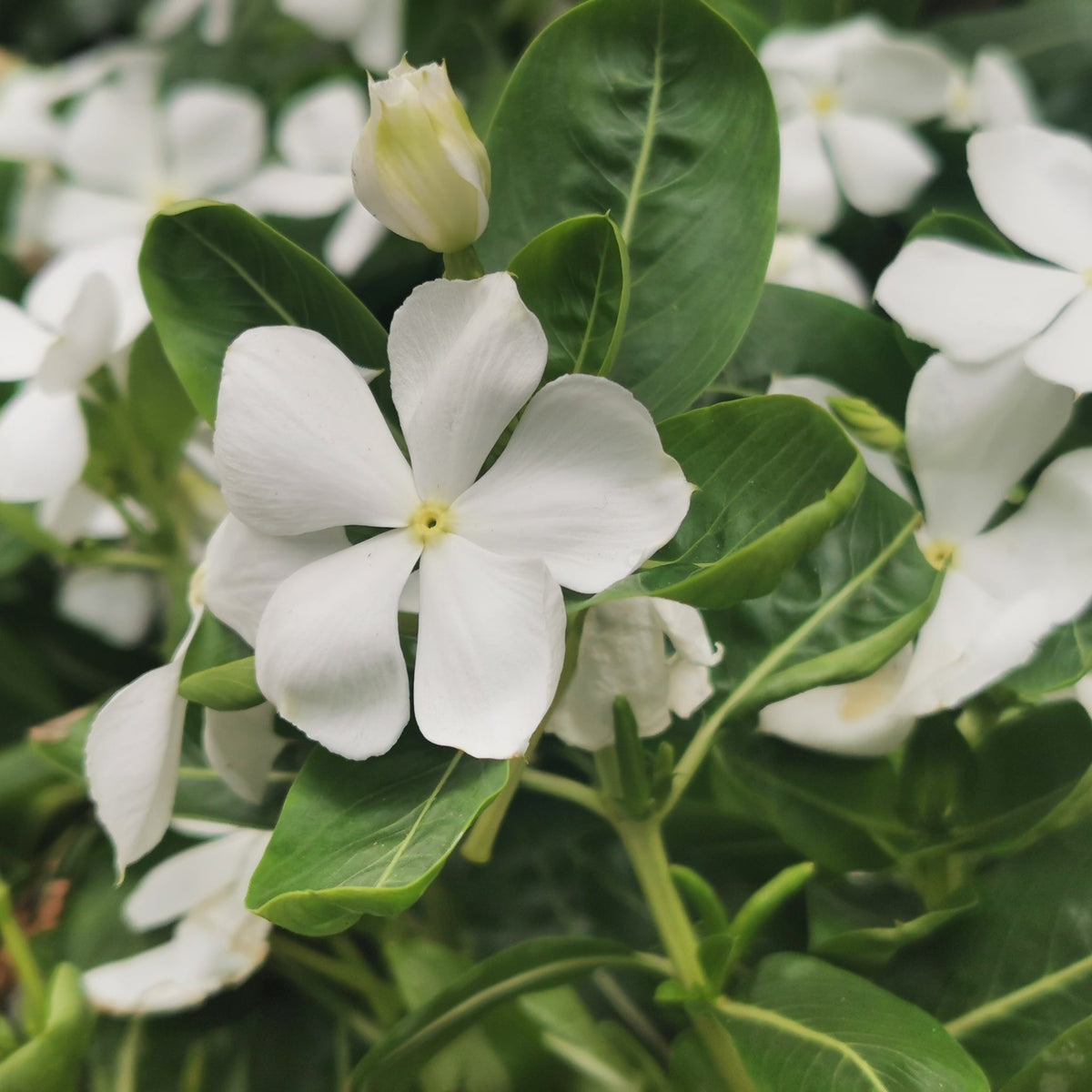 Vinca minor 'Gertrude Jekyll' (Periwinkle) 9cm/2L