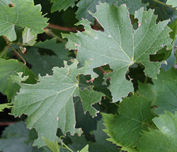 Vine Weevil Control - Nematodes