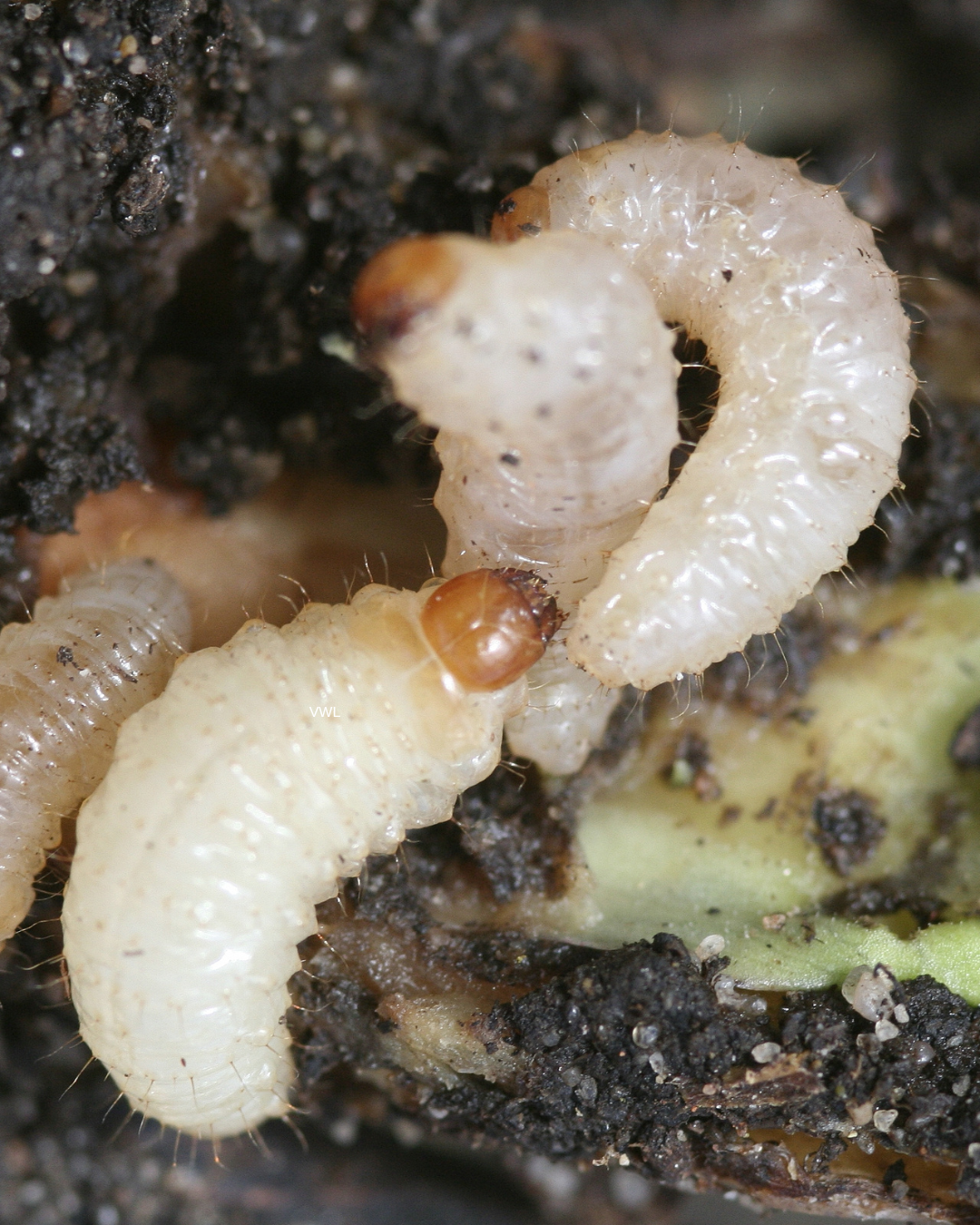 Vine Weevil Control - Nematodes