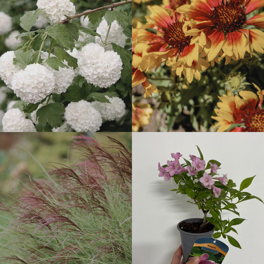 Ready, Set, Grow! (3 x 9cm Plants)
