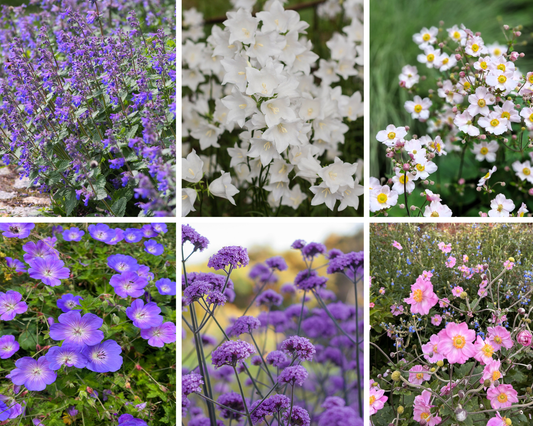 Chloe's Colour Mix | 5 Plants