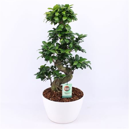 Ficus Mi Ginseng Keramiek Wit