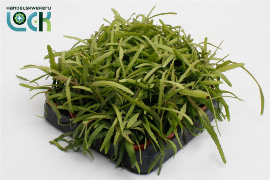 Lepismium Bolivianen