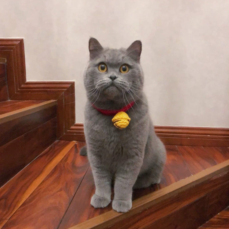 Cat British Short Wool Cute Collar