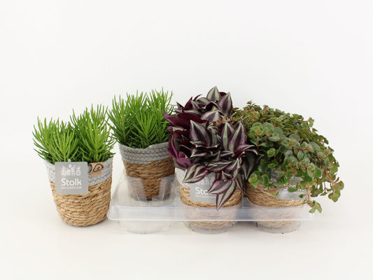 Ov Kamerplanten Gemengd Basket