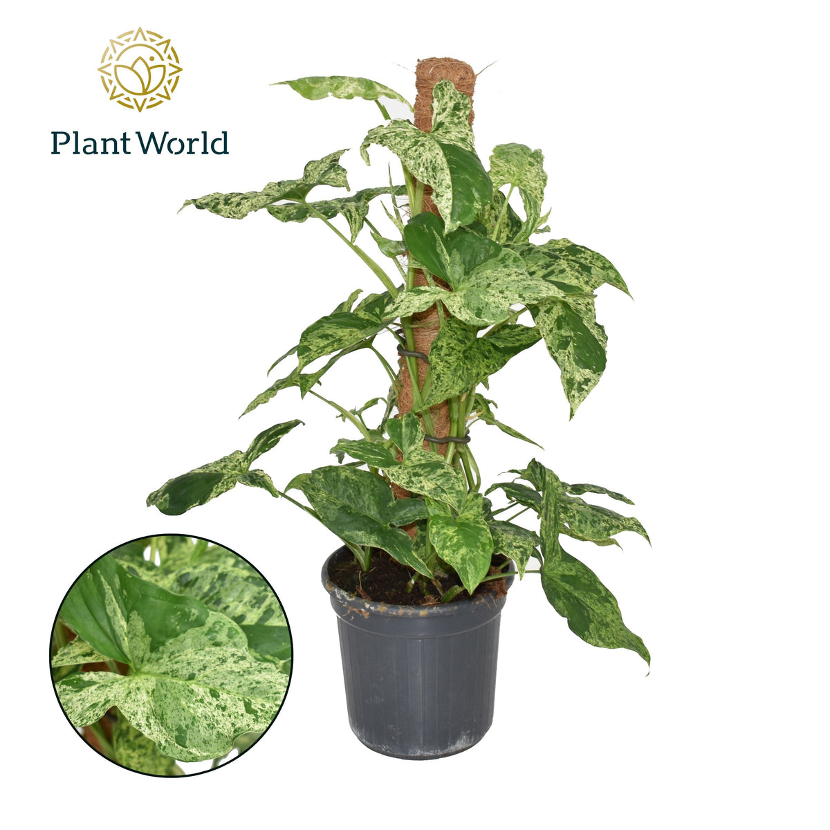 Syngonium Mottled