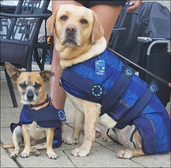 aniMate Dog Cooling Coat
