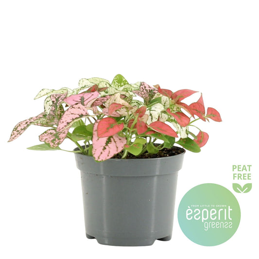 Hypoestes Phyllostachya Confetti Compact Mixed