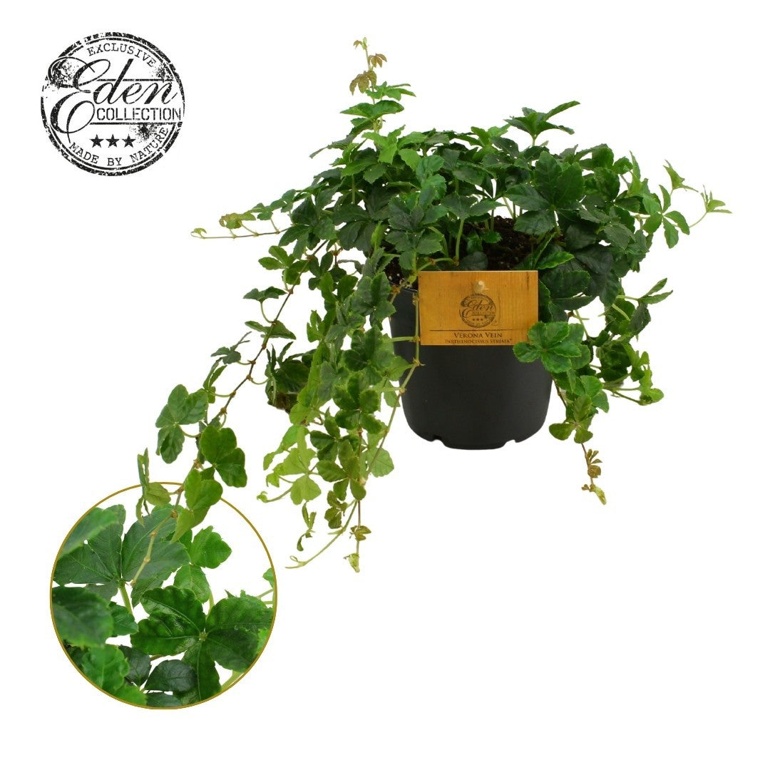 Parthenocissus Striata
