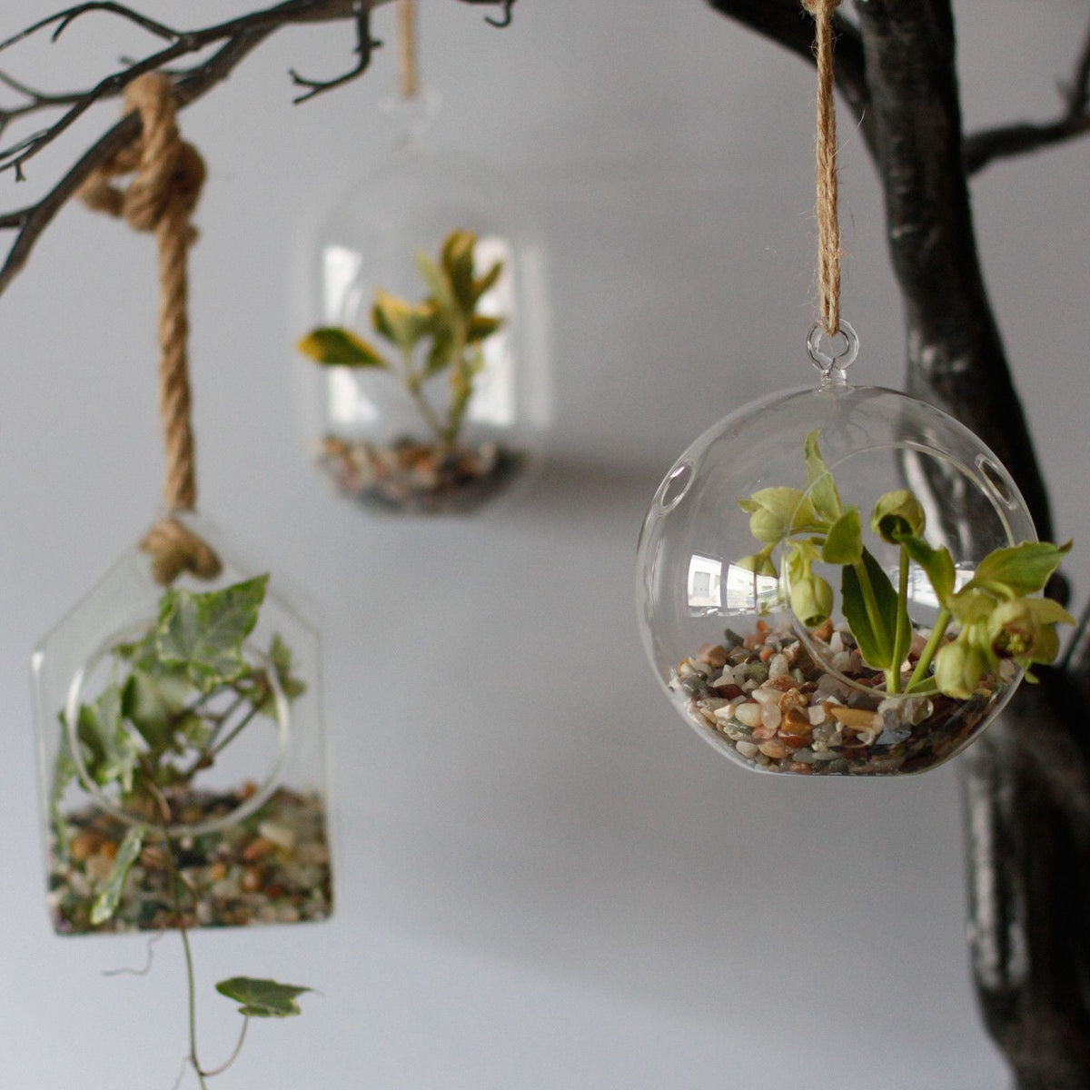 All Glass Terrarium - Hanging Teardrop on Rope