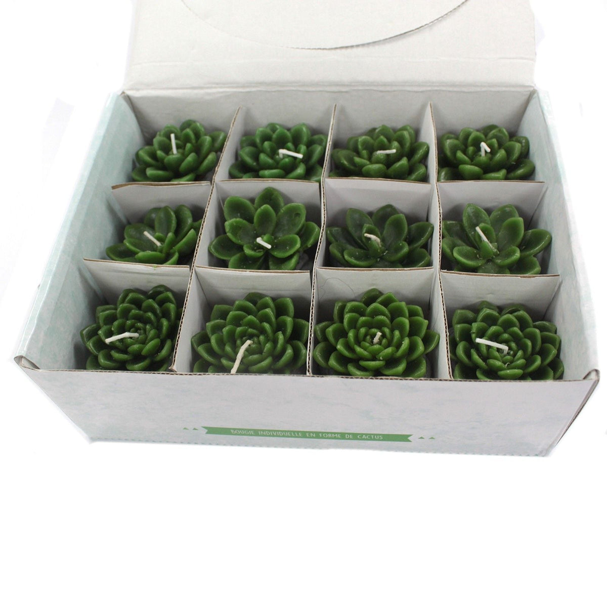 Cactus Candles - Shell Pot (asst) Display
